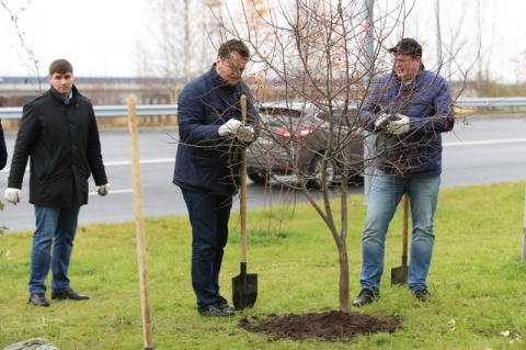 Михаил Селюков принял участие в ежегодной экологической акции по высадке саженцев деревьев в Сургуте