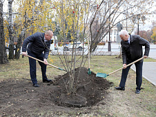 Депутаты Тюменской областной думы высадили молодые деревья